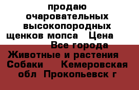 продаю очаровательных высокопородных щенков мопса › Цена ­ 20 000 - Все города Животные и растения » Собаки   . Кемеровская обл.,Прокопьевск г.